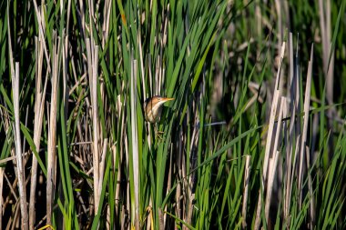 Sazlıktaki en az acı veren (Ixobrychus exilis). Amerika 'da bulunan en küçük balıkçıllardan biridir..