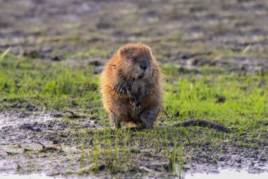The muskrat (Ondatra zibethicus). Rodent native to North America. clipart