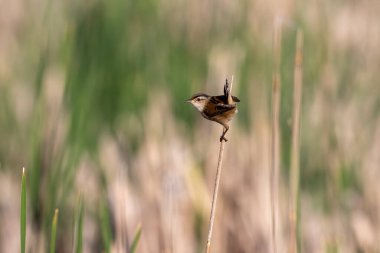 Bataklık çalıkuşu (Cistothorus palustris). Küçük Kuzey Amerika ötücü kuşu doğal ortamında.