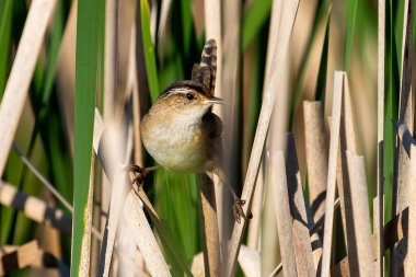 Bataklık çalıkuşu (Cistothorus palustris). Küçük Kuzey Amerika ötücü kuşu doğal ortamında.