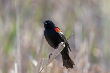 Erkek kırmızı kanatlı karatavuk (Agelaius phoeniceus)