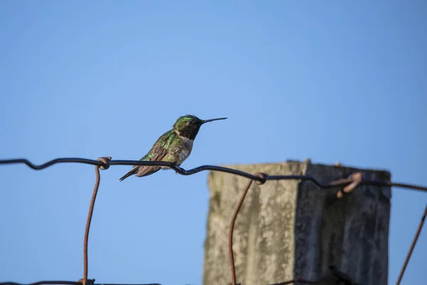 Colibrì Dalla Gola Rubino Archilochus Colubris Seduto Una Recinzione — Foto Stock