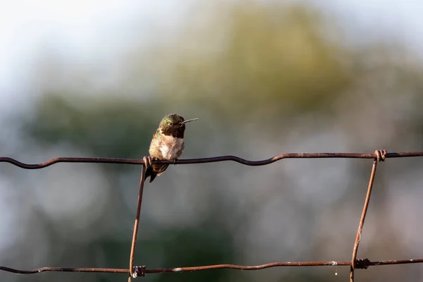 Rödhalsad Kolibri Archilochus Colubris Sittande Staket — Stockfoto