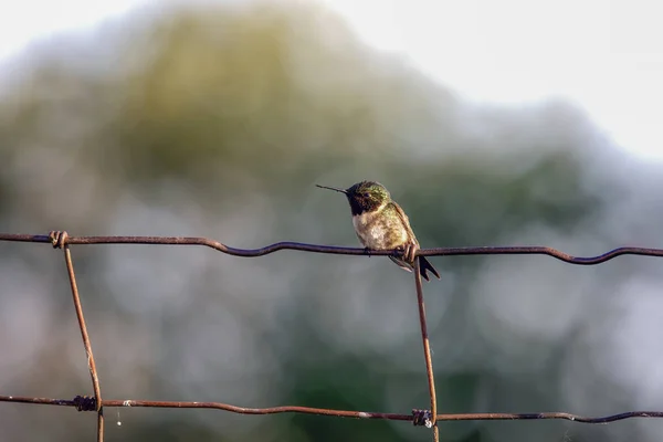 Ruby Throated Hummingbird Archilochus Colubris Sitting Fence — Stock Photo, Image