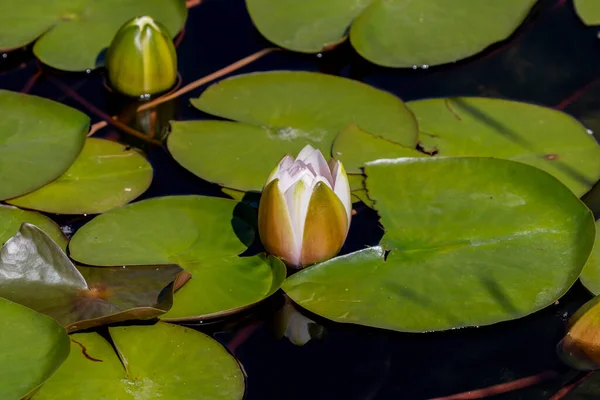 池の美しい睡蓮や蓮の花 — ストック写真
