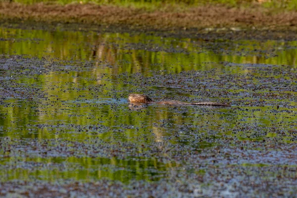 Rato Almiscarado Ondatra Zibethicus Roedor Nativo América Norte — Fotografia de Stock