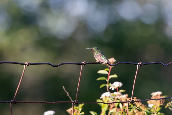 Rödhalsad Kolibri Archilochus Colubris Sittande Staket — Stockfoto