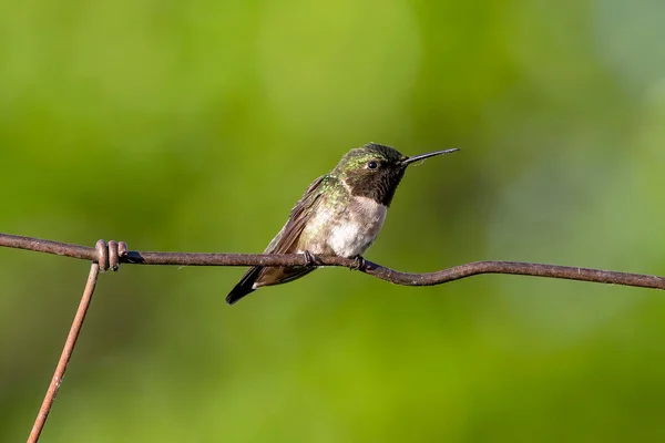 Robijn Keelkolibrie Archilochus Colubris Zittend Een Hek — Stockfoto