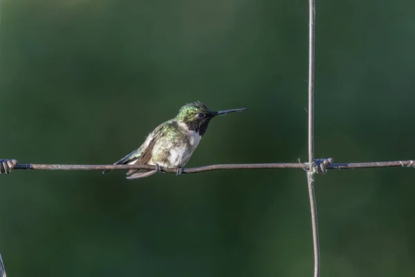 Robijn Keelkolibrie Archilochus Colubris Zittend Een Hek — Stockfoto