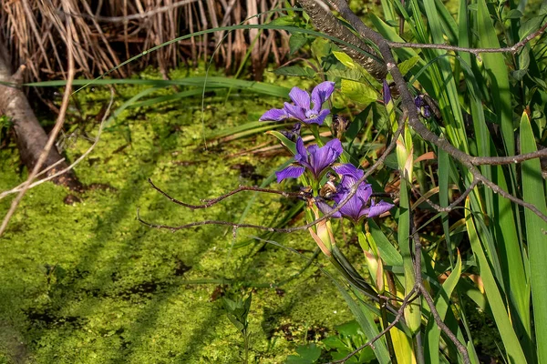 Iris Sibirica Γνωστή Σιβηρική Ίριδα Σημαία Σιβηρίας — Φωτογραφία Αρχείου