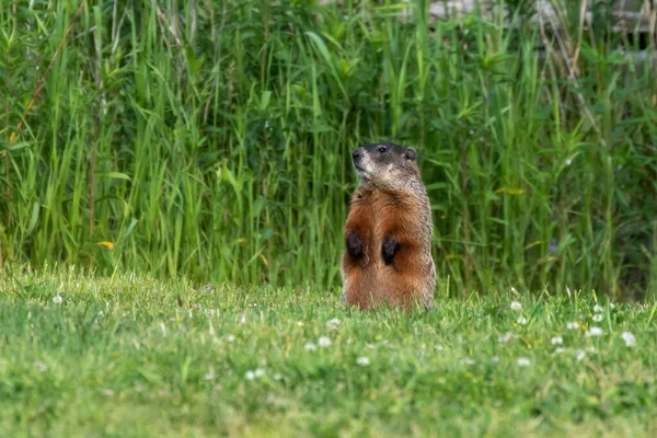 Den Murmeldjur Marmota Monax Även Känd Som Vedchuck Äng — Stockfoto