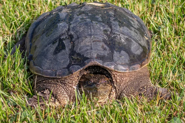 牧草地の一般的なスナップカメ Chelydra Serpentina — ストック写真