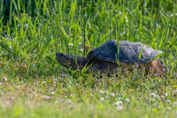 Çayır Üzerinde Yaygın Olarak Görülen Kapan Kaplumbağa Chelydra Serpentina — Stok fotoğraf