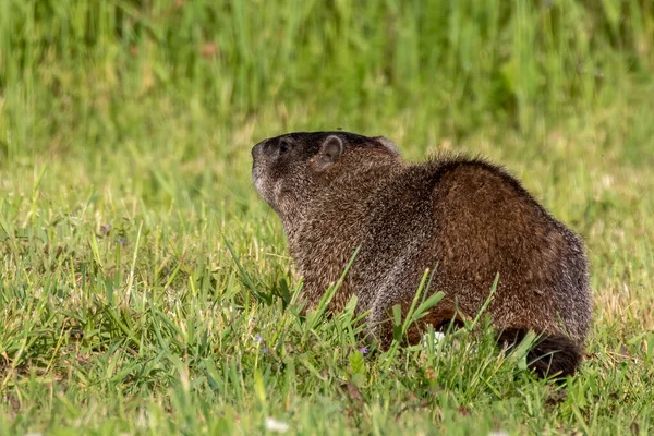 Marmotte Marmota Monax Également Connue Sous Nom Marmotte Sur Une — Photo