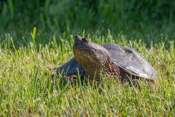 Common Snapping Turtle Chelydra Serpentina Meadow — Stock Photo, Image