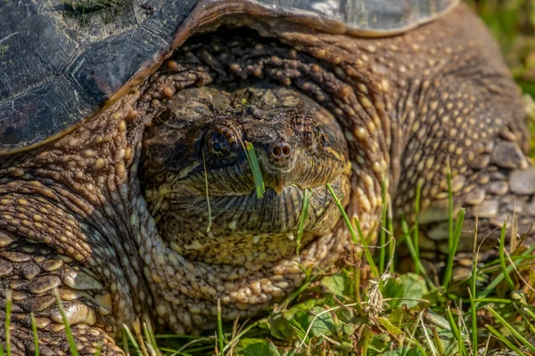 Çayır Üzerinde Yaygın Olarak Görülen Kapan Kaplumbağa Chelydra Serpentina — Stok fotoğraf