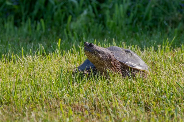 Die Schnappschildkröte Chelydra Serpentina Auf Einer Wiese — Stockfoto