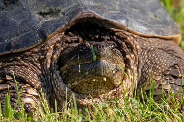 Den Vanliga Snappsköldpaddan Chelydra Serpentina Äng — Stockfoto