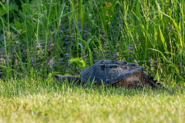 Den Vanliga Snappsköldpaddan Chelydra Serpentina Äng — Stockfoto