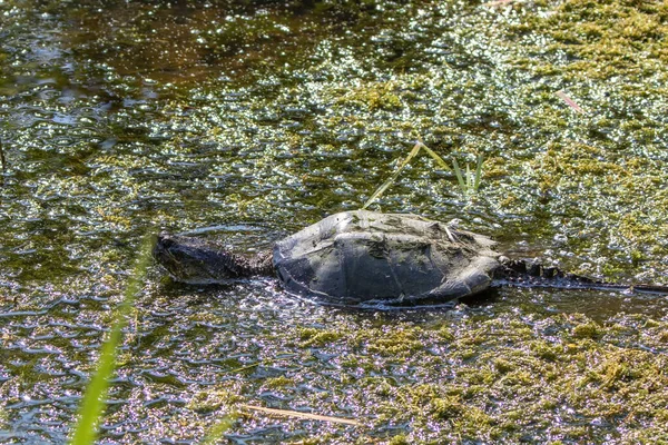 Common Snapping Turtle Chelydra Serpentina Meadow — Stock Photo, Image