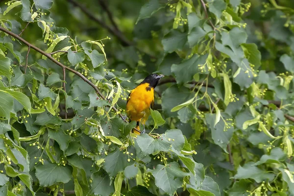 Den Baltimore Oriole Icterus Galbula Sitter Ett Träd — Stockfoto