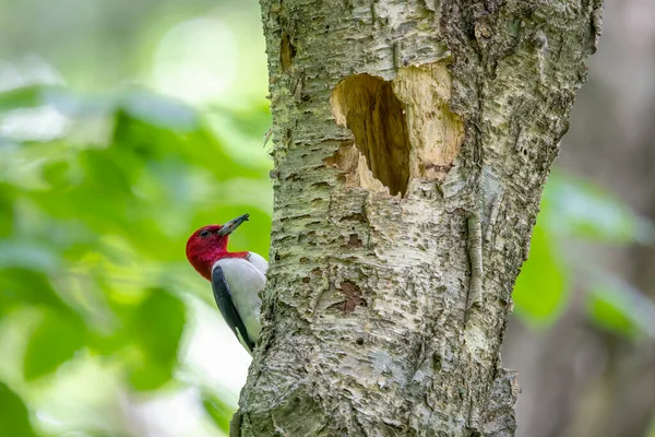 stock image The red-headed woodpecker on a tree with a nest cavity.