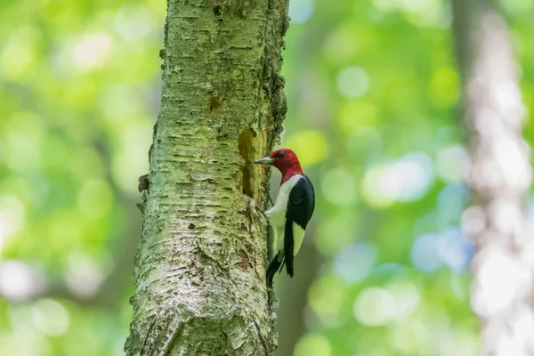 巣穴のある木の上の赤い頭のキツツキ — ストック写真