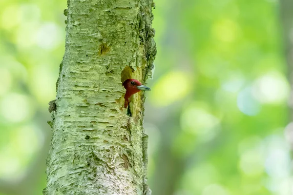 Pica Pau Ruivo Uma Árvore Com Uma Cavidade Ninho — Fotografia de Stock