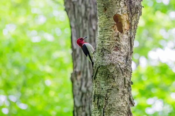 巣穴のある木の上の赤い頭のキツツキ — ストック写真