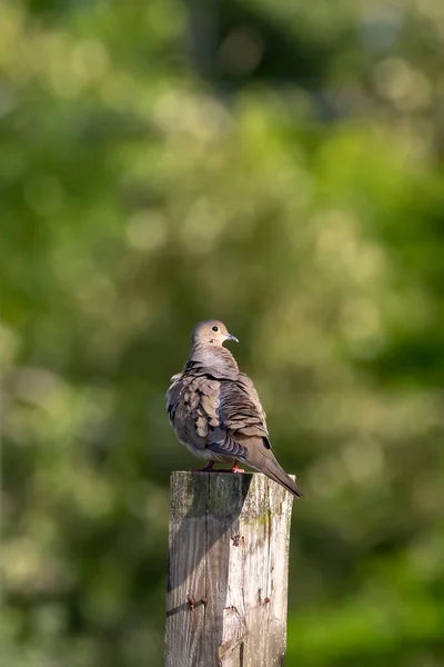 Mourning Dove Zenaida Macroura Also Known American Mourning Dove Rain — Stock Photo, Image