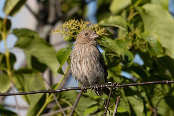 Zimorodek Carpodacus Mexicanus Ogrodzie — Zdjęcie stockowe