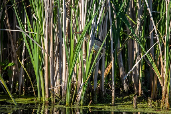 Die Kleinste Rohrdommel Ixobrychus Exilis Schilf Ist Einer Der Kleinsten — Stockfoto