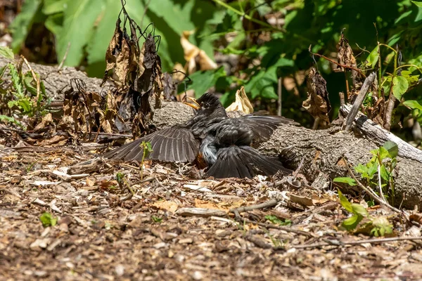 Amerikan Bülbülü Aşırı Sıcaklıklarda Kuş Tüylerini Güneşin Işınlarına Yerleştirir — Stok fotoğraf