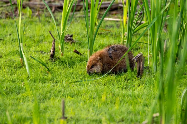 Rat Musqué Ondatra Zibethicus Rongeur Originaire Amérique Nord — Photo