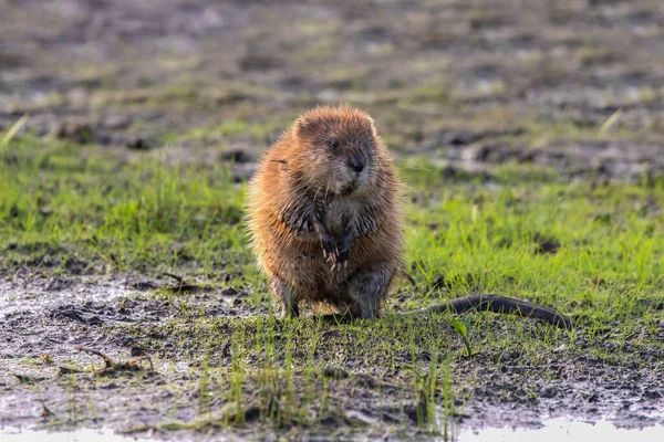 Мускрат Ondatra Zibethicus Уроженец Северной Америки — стоковое фото