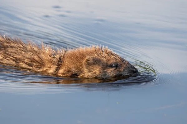 Muskrat Ondatra Zibethicus Gnagare Född Nordamerika — Stockfoto