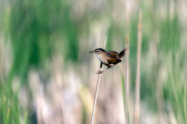 Βάλτος Cistothorus Palustris Μικρό Αηδόνι Της Βόρειας Αμερικής Στο Φυσικό — Φωτογραφία Αρχείου