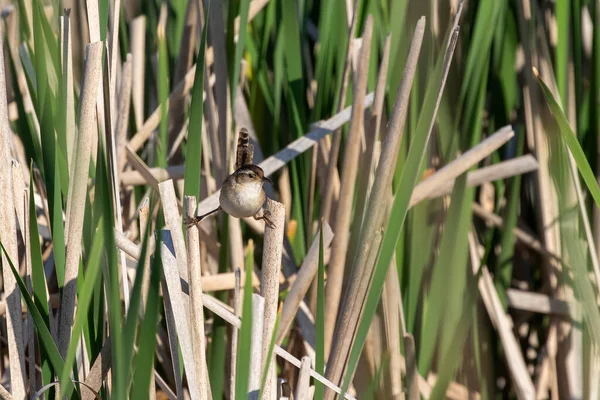 Der Zaunkönig Cistothorus Palustris Kleiner Nordamerikanischer Singvogel Seiner Natürlichen Umgebung — Stockfoto