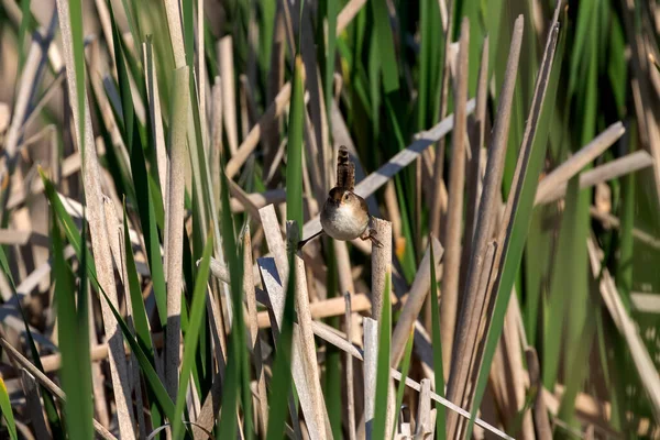 沼はWren Cistothorus Palustris 彼の自然環境の中で小さな北米の歌鳥 — ストック写真