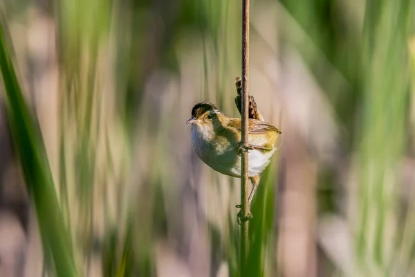Bataklık çalıkuşu (Cistothorus palustris). Küçük Kuzey Amerika ötücü kuşu doğal ortamında.