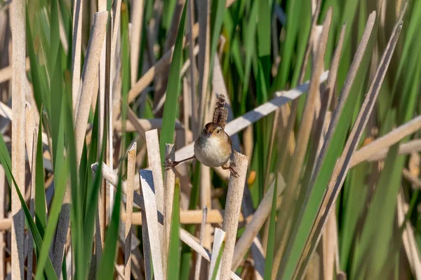 Der Zaunkönig Cistothorus Palustris Kleiner Nordamerikanischer Singvogel Seiner Natürlichen Umgebung — Stockfoto