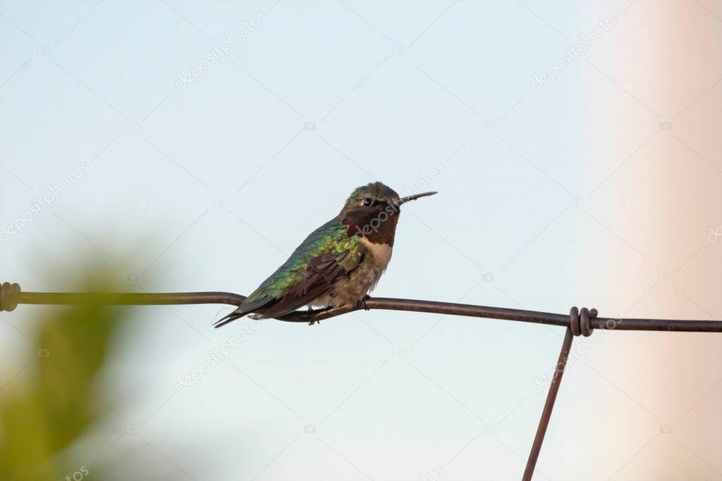 Ruby-throated hummingbird (Archilochus colubris) sitting on a fence