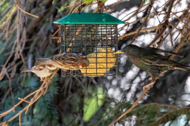Avrupa sığırcığı ve ev serçesi bir besleyicide