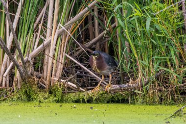Yeşil balıkçıl (Butorides virescens) ava çıktı