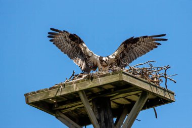 Yuvanın üzerinde (Pandion haliaetus) Batıdaki balık avı