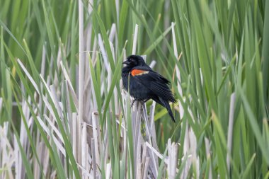Bataklıktaki kırmızı kanatlı karatavuk (Agelaius phoeniceus)
