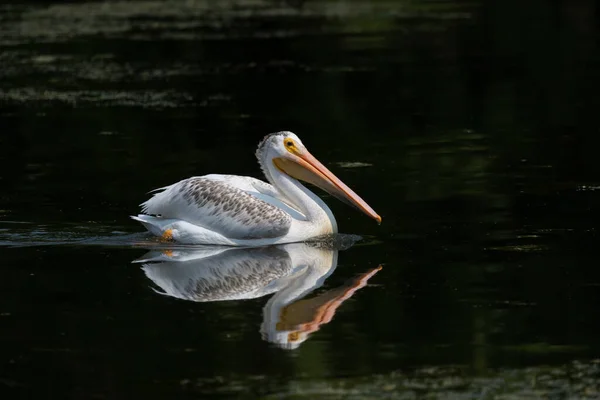 Американский Белый Пеликан Pelecanus Erythrorhynchos Озере — стоковое фото