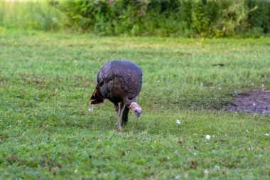 Şehir parkındaki yabani hindi (Meleagris dörtnala). Kuzey Amerika 'ya özgü bir kuş..