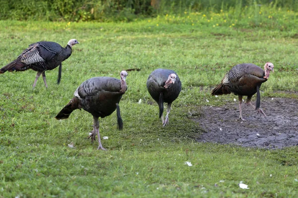 Dinde Sauvage Meleagris Gallopavo Dans Parc Ville Oiseau Originaire Amérique — Photo