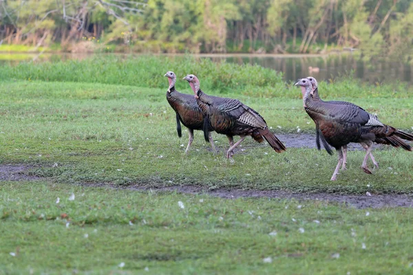 Dinde Sauvage Meleagris Gallopavo Dans Parc Ville Oiseau Originaire Amérique — Photo